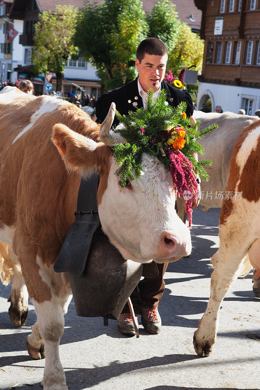 现代年轻农民在Lenker Aelplerfest领导Simmental Cow